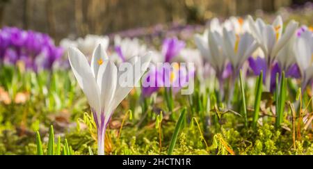 Nahaufnahme eines weißen Krokus im Frühling in den Niederlanden Stockfoto