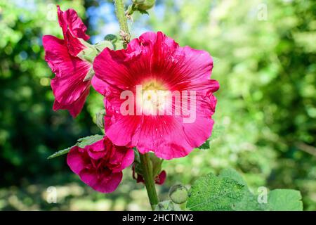 Eine zarte, rosa magentafarbene Blume der Althaea officinalis Pflanze, die an einem sonnigen Sommertag in einem britischen Garten im Landhausstil als Sumpfmalbe bekannt ist, Stockfoto