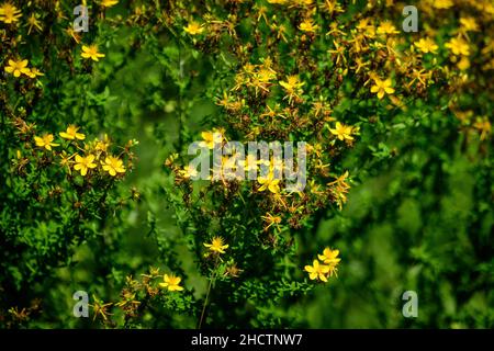 Viele zarte gelbe Blüten der Hypericum perforatum Pflanze, allgemein bekannt als Perforat oder Johanniskraut, in einem Garten an einem sonnigen Frühlingstag Stockfoto