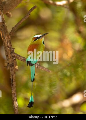 Türkis-browed Motmot (Eumomota Superciliosa) Stockfoto