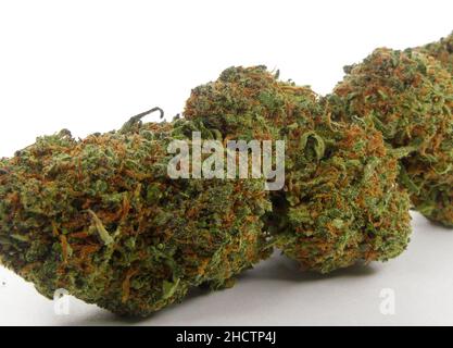 Hanfpflanze, die für ihr CBD oder THC verwendet wird. Nahaufnahme einer Cannabisblume. Stockfoto