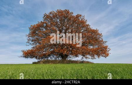 Einsamer roter Herbstbaum auf dem Feld Stockfoto