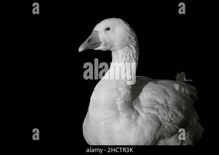 Nahaufnahme einer weißen pommerschen Gans (Anser anser domestica) auf schwarzem Hintergrund Stockfoto