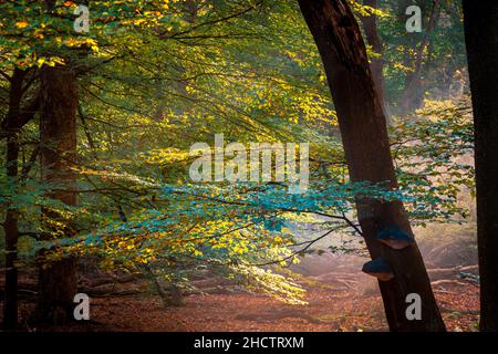 Sonnenlicht scheint an einem nebligen Morgen durch einen Wald. Die durch den Nebel strömenden Lichtstrahlen erleuchten im Oktober Buche und Laubbäume Stockfoto