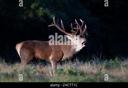 Porträt eines Rothirschhirsches, der während der Brunftzeit im Herbst in Großbritannien ruft. Stockfoto