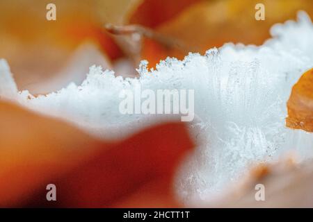 Haareis, auch Eiswolle oder Frostbart genannt, Eis, das sich auf Totholz bildet und die Form feiner, seidiger Haare annimmt. Stockfoto