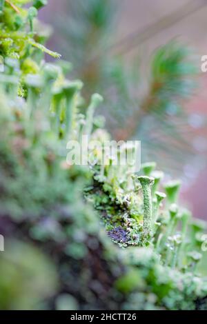 Wassertropfen auf cladonia gesäumt. Flechten, die im Wald wachsen. Sonnenbeschienenen Wassertropfen auf einer Flechte. Sonnenlicht auf der cladonia. Waldökosystem und i Stockfoto