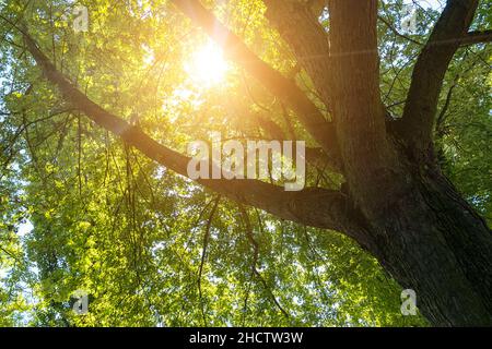 Die Sonne scheint zwischen einer Baumkrone Stockfoto
