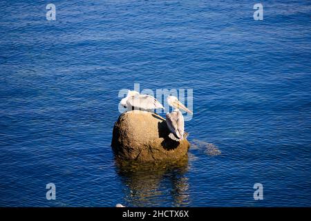 Kalifornische braune Pelikane, pelecanus occidentalis, Barsch auf einem Felsen im Meer vor Monterey, Kalifornien, Vereinigte Staaten von Amerika Stockfoto