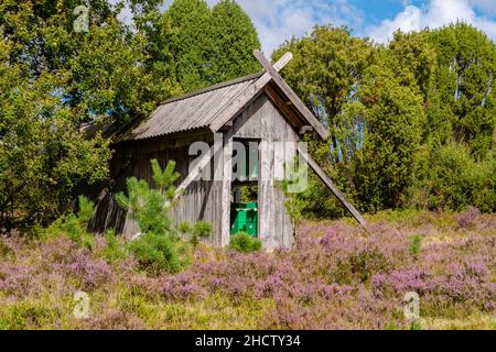 Die Lüneburger Heide in Niedersachsen im Sommer zur Heideblüte Stockfoto