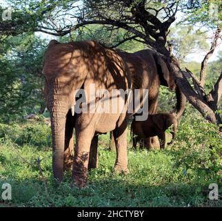 Afrikanische Elefantenkälber (Gattung Loxodonta) mit Erwachsenen : (Pix SShukla) Stockfoto