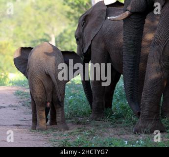 Afrikanische Elefantenkälber (Gattung Loxodonta) mit Erwachsenen : (Pix SShukla) Stockfoto