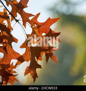 Blätter einer scharlachroten Eiche (Quercus coccinea) mit rötlich gefärbter Färbung in einem Park im Herbst Stockfoto