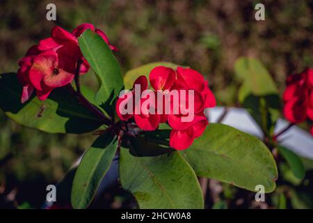 Roter Blumenbaum in einem Park, der von der Blume der Dornen, Christthorn, Milii des Moul, umgeben ist Stockfoto