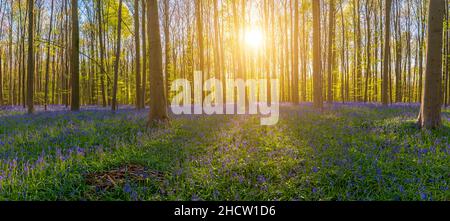 Hallerbos, Buchenwald in Halle. Natürlicher Teppich voller blauer Glocken Blumen Panorama Stockfoto