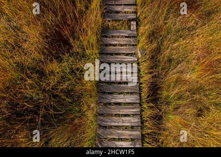 Holzsteg am Hohen Vens Blick von oben, Belgien, hohes Venn Stockfoto