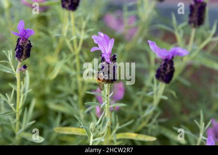 Eine Biene sucht nach Pollen auf einem fliederhaarigen Lavendel, Lavandula stoechas. Stockfoto