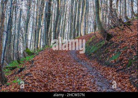 Ein herbstlicher Pfad in einem Buchenwald. Laub im Nationalpark Bieszczady, Polen. Herbstfarben in einem Buchenholz. Buche mit gelben Blättern. Stockfoto