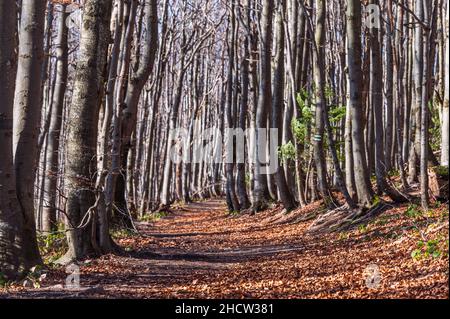 Ein herbstlicher Pfad in einem Buchenwald. Laub im Nationalpark Bieszczady, Polen. Herbstfarben in einem Buchenholz. Buche mit gelben Blättern. Stockfoto