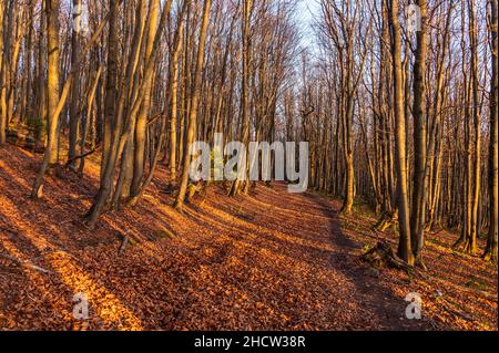 Ein herbstlicher Pfad in einem Buchenwald. Laub im Nationalpark Bieszczady, Polen. Herbstfarben in einem Buchenholz. Buche mit gelben Blättern. Stockfoto