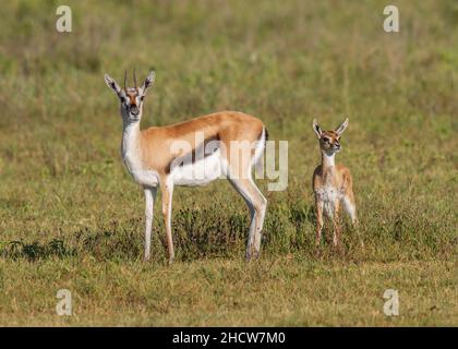 Weibliche Thomson-Gazelle (Eudorcas thomsonii) mit Rehkitz, Ngorongoro-Krater, Tansania, Afrika Stockfoto