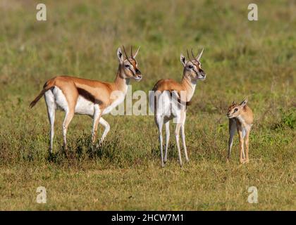 Zwei weibliche Thomson-Gazelle (Eudorcas thomsonii) mit Rehkitz, Ngorongoro-Krater, Tansania, Afrika Stockfoto