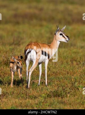 Weibliche Thomson-Gazelle (Eudorcas thomsonii) mit Rehkitz, Ngorongoro-Krater, Tansania, Afrika Stockfoto