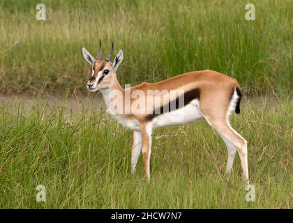 Weibliche Thomson-Gazelle (Eudorcas thomsonii), Ngorongoro-Krater, Tansania, Afrika Stockfoto