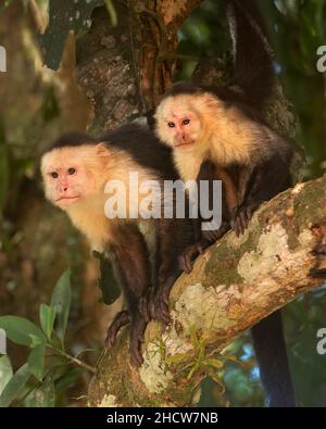 Weißkopfkapuchin (Cebus capucinus), auch bekannt als Weißkopfkapuchin oder Weißkehlkapuchin, Familie Cebidae, Unterfamilie Cebinae, Costa R Stockfoto