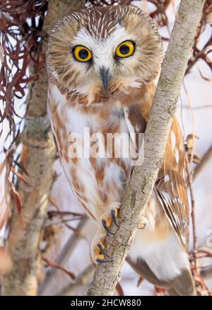 Nördliche Sägewhet Eule auf einem Ast stehend, Quebec, Kanada Stockfoto