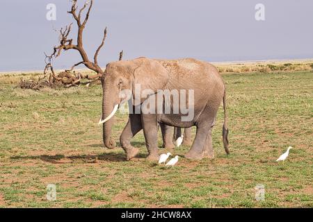 Elefanten im Nationalpark Amboseli, Tsavo Ost und Tsavo West in Kenia Stockfoto