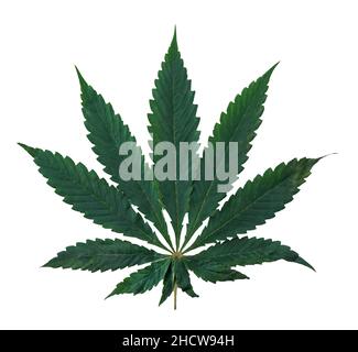 Grünes Cannabisblatt isoliert auf weißem Hintergrund. Nahaufnahme von Hanf. Stockfoto