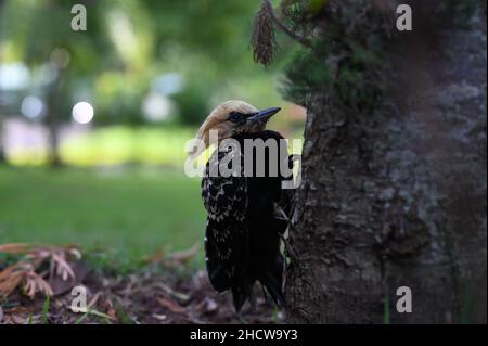 Alter Specht, der an einem Baum hängt Stockfoto