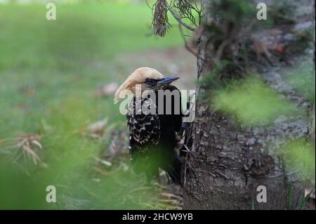 Alter Specht, der an einem Baum hängt Stockfoto