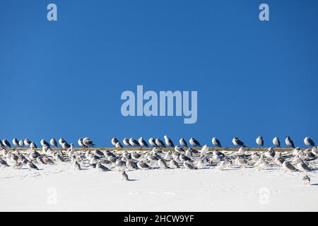 Schwarm von Möwen, die an einem kalten Wintertag in Steveston British Columbia, Kanada, die wärmende Sonne ausnutzen Stockfoto