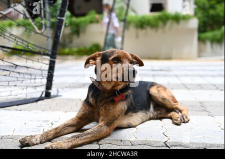 Kleiner Straßenhund Stockfoto