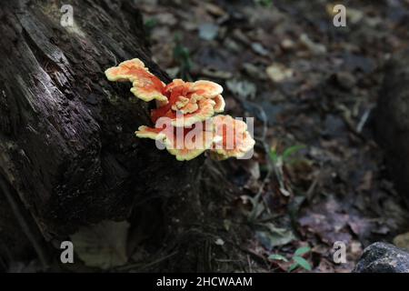 Laetiporus sulfureus, ein Bracketpilz, der auf einem Baumstamm in der Adirondack Pharaoh Lake Wilderness, New York, USA wächst Stockfoto