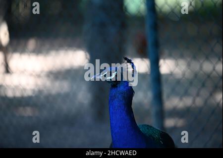 Blauer Pfau Stockfoto