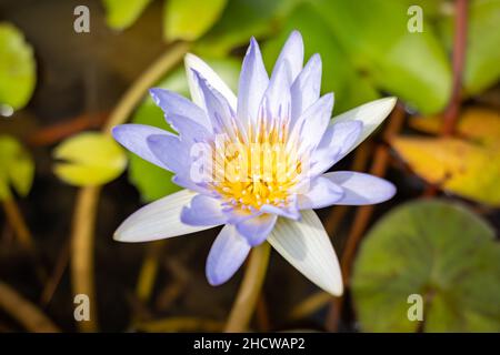 blühende lotusblume auf einem Zierteich im Garten. Nelumbo nucifera, auch bekannt als indischer Lotus oder heiliger Lotus. Stockfoto