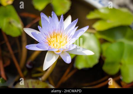 blühende lotusblume auf einem Zierteich im Garten. Nelumbo nucifera, auch bekannt als indischer Lotus oder heiliger Lotus. Stockfoto