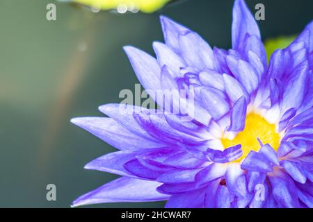 blühende lotusblume auf einem Zierteich im Garten. Nelumbo nucifera, auch bekannt als indischer Lotus oder heiliger Lotus. Stockfoto