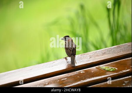 Kleine braune Vogel Stockfoto