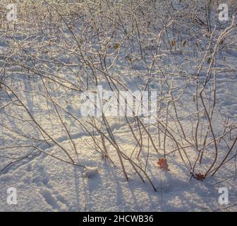 Fußabdrücke auf frisch gefallener Schnee in einem Busch mit spärlich gefallenen Blättern zu Beginn des Winters Stockfoto