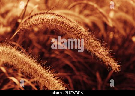 Schönes orangefarbenes Radfeld aus Brunnengräsern oder Pennisetum Advena rubrum aus der Nähe Stockfoto