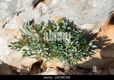 Felssamphire oder Seefennelpflanze, Crithmum maritimum, essbare Küstenpflanze mit grünen aromatischen Blättern, wächst auf dem Felsen am Meer, in Kroatien Stockfoto