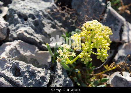 Blühende Felssamphire oder Seefennelpflanze, Crithmum maritimum, essbare Küstenpflanze mit grünen aromatischen Blättern, wächst auf dem Felsen am Meer Stockfoto