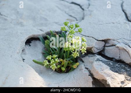 Blühende Felssamphire oder Seefennelpflanze, Crithmum maritimum, essbare Küstenpflanze mit grünen aromatischen Blättern, wächst auf dem Felsen am Meer Stockfoto