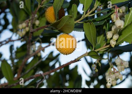 Unreife Früchte und glockenförmige Blüten auf Arbutus unedo Baum, Nahaufnahme Detail Stockfoto