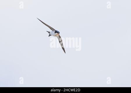 Gewöhnliches Haus martin im Flugfangen von Insekten (Delichon urbicum) Stockfoto