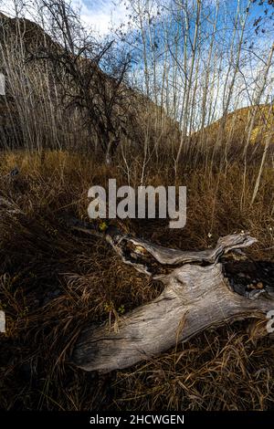 Entlang des Umtanum Creek Trail, WA Stockfoto